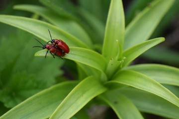 Two red beetles copulating on a green leaf