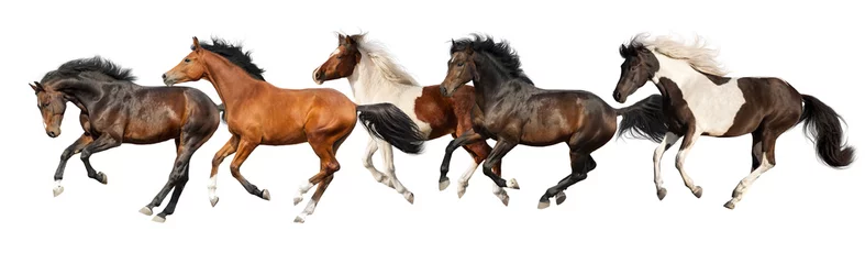 Fototapeten Horses run gallop isolated on white background © kwadrat70