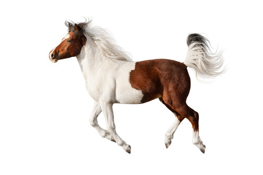 Beautiful piebald horse with long mane run gallop isolated on white background