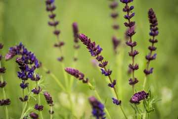 Wild flowers on a meadow. Fresh flowers after the rain. Natural natural background. Soft selective focus.
