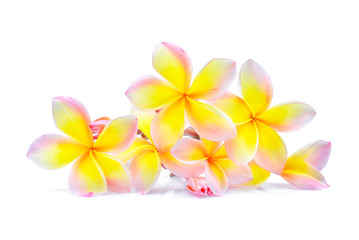 frangipani or plumeria (tropical flowers) isolated on white background