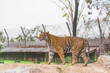 Portrait of a Bengal tiger (Panthera tigris bengalensis). Wildlife animal.