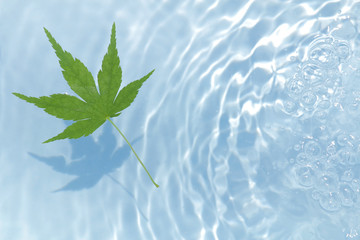 Fototapeta na wymiar Japanese green maple on water ripple