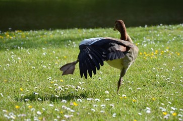 Duck on the grass