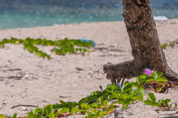 Flower in the sand