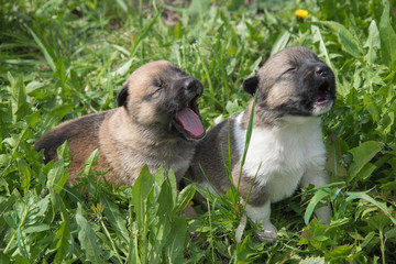 Two lovely charming puppies of Laika breed lie in summer grass and whine or bark © Oksana Bessonova