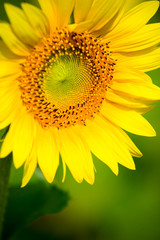 Obraz premium Close up sunflower