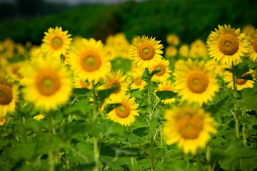 Shallow depth of field selective focus of sunflowers