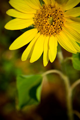 Close up of young sunflower