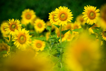 Selective focus of sunflowers