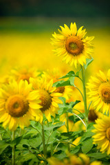Sunflowers