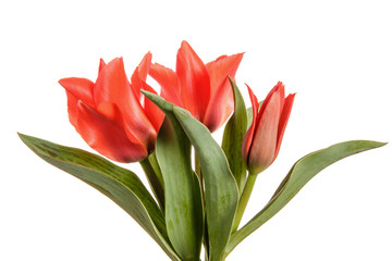 Red tulips isolated on a white background