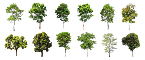 Isolated trees on white background , The collection of trees. - obrazy, fototapety, plakaty