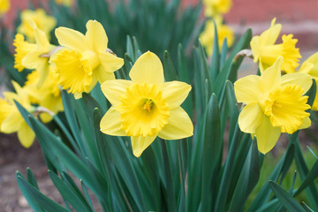 Yellow daffodils blooming in the garden.  