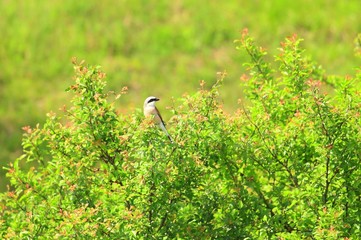 Bird on bush