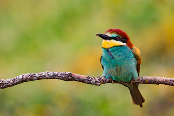 Small bird perched on a branch