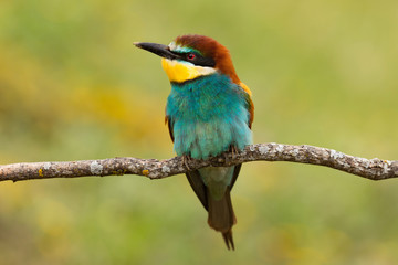 Portrait of a colorful bird