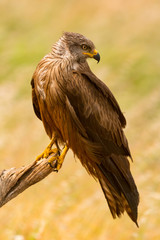 Close-up of a Brown Kite