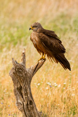 Close-up of a Brown Kite