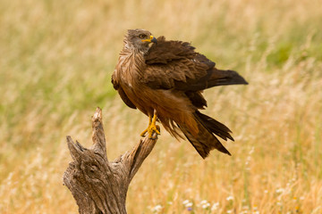 Close-up of a Brown Kite