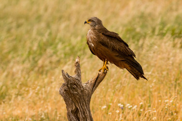 Close-up of a Brown Kite