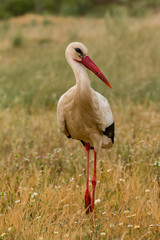 Elegant white stork walking