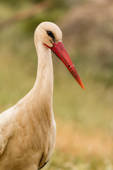Natural profile of a elegant stork