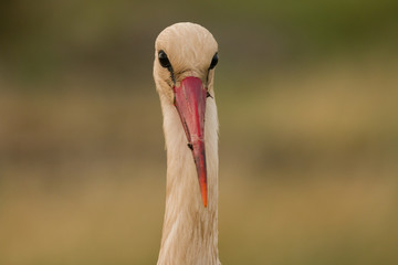 Natural profile of a elegant stork