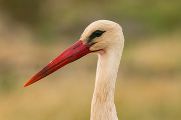 Natural profile of a elegant stork