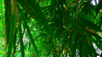 Fototapeta na wymiar Bamboo leaves with background blur