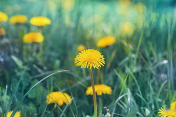 Beautiful summer meadow with dandelion flowers. Natural background with vintage toned effect.