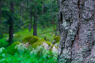 Mossy thee trunk closeup, mystical pine woods on the background. Photo depicts an old pine tree bark with lichen macro view, blurred foggy wood on the background.