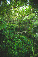 green alley with rural footpath