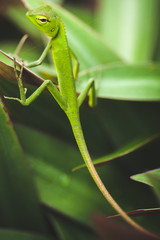 Naklejka premium Green Anole Lizard hiding among tropical vegetation in Kauai, Hawaii.