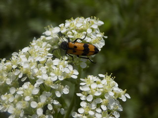 Beetle on a flower