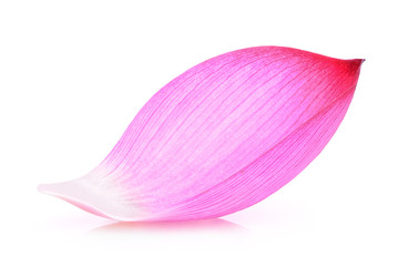 Closeup of lotus petal isolated on white background