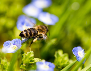Bee on little blue flowers in nature
