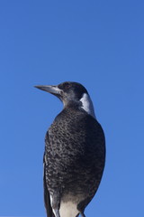 Australian Magpie blue sky Background