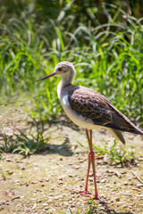 Cavaliere d'Italia bird