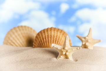 Fototapeta na wymiar Starfish and shells on beach sand
