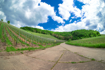 Fototapeta na wymiar Panoramic and abstract view into the vineyard