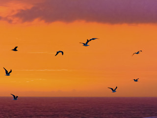 Sea-birds fly past a spectacular sunset at Storms River mouth in the Tsitsikamma Nature Reserve in South Africa.
