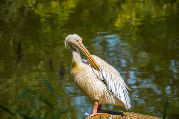 Pelican portrait
