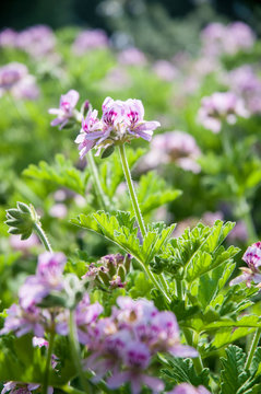 Geranio lim&oacute;n (Pelargonium crispum) es una planta de flor nativa de Sud&aacute;frica