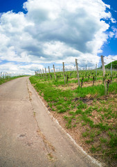 Vineyard road with blue cloudy sky