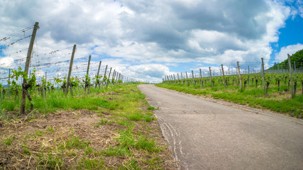 Fototapeta na wymiar Vineyard road leading into the german vineyards