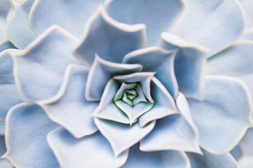 Close up of cactus plant