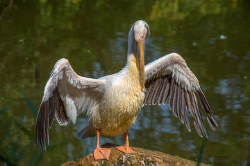 Pelican portrait
