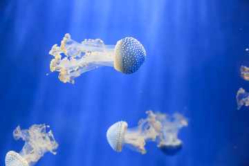 White-spotted jellyfish Phyllorhiza punctata