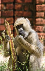 Baboon eating seed pod of flame tree at the campsite in Malawi.